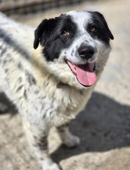 Ruhiger Sam sucht eine liebe Familie 🐶 - Großefehn