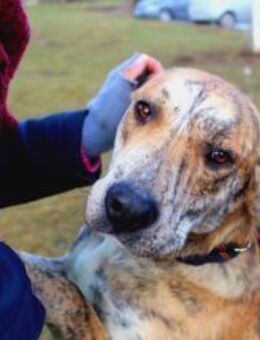 ❤️Cleopatra eine sanfte Seele wartet... - Eutingen (Gäu)