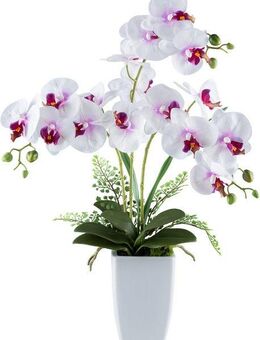 Kunstorchidee Orchidee Phalaenopsis, Creativ green, Höhe 67 cm, mit Farnzweigen