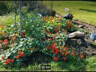 Kapuzinerkresse (Tropaeolum majus) - Horgenzell