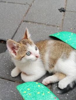 Süßes Kätzchen Kitten - Rahden