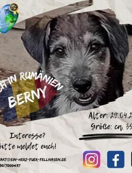 BERNY - und seine 5 Geschwister - Waakirchen