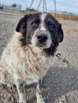 Vitel von kettenlos - Bollingstedt