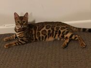 Bengalkatze Weibchen 1jahr alt - Dillingen (Saar)