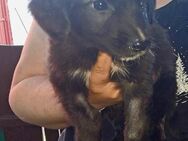 Izzy, Welpenmädchen sucht ein Körbchen - Bonndorf (Schwarzwald)