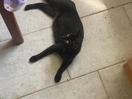Schwarze Katze zu vergeben - Jahnsdorf (Erzgebirge)