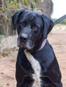 Sanson ist sehr, sehr lieb und dankbar - Laatzen