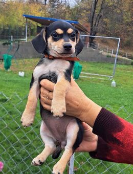 Welpenmädel Nelly 💕 - Laufen