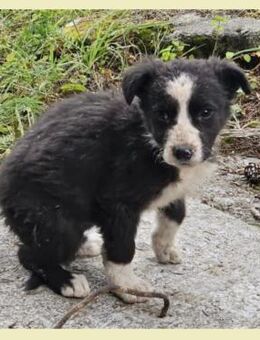 Welpenhündin Onnea sucht ihre Familie - Leonberg (Baden-Württemberg)