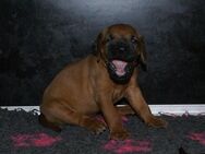 wunderschöne Rhodesian Ridgeback Welpen ! ! ! absolut vitale und einwandfreie kleine Engel - Lohheide