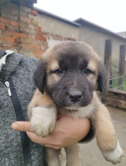 Kuschelige 7 Kaukase Owtscharka Kangal Welpen - Wanzleben-Börde Wanzleben