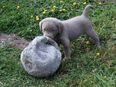 LABRADOR WELPEN Reinrassig mit Ahnentafel - 1x Silber-GRAU / charcoal & 1x BRAUN verfügbar in 85375