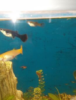 Junge Guppys - Schnaittenbach