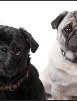 Ich suche einen Mops - Premnitz