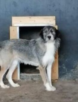 Marie muss Vertrauen fassen 🐾 - Elsdorf (Nordrhein-Westfalen)