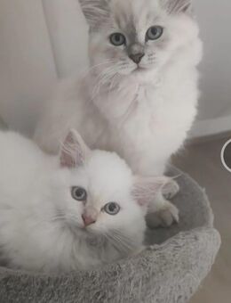 2 Geschwister suchen ein Zuhause !! - Jüchen