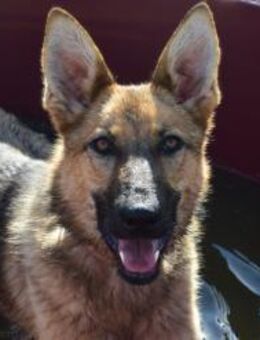 Mandy - freundlich verschmuste Hündin - Lohmar