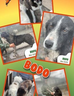 lieber Rüde Bodo wer sieht mich endlich? - Nürnberg