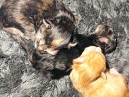Kitten, Katzenbabys, Katzenbaby in 12 Wochen abzugeben - Ihlow (Niedersachsen)