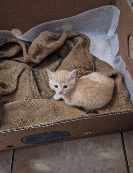 Kleine Katze - Regenstauf