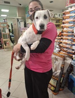 GIPSY 💚💚💚 sucht Für-immer-Zuhause - Herxheim (Landau)