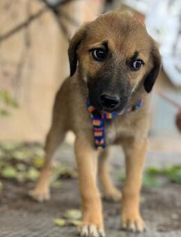 Süße Henriette möchte eine Familie - Berlin