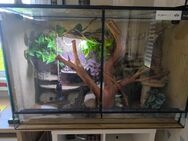 Terrarium mit 3 weiblichen Leopardgeckos 120x80x50 + Zubehör - Müden (Aller)