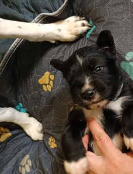 Flauschiger männlicher Welpe (Mischling) sucht noch ein zuhause (ab 22.12.25) - Frankfurt (Main) Bergen-Enkheim