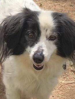 Kleine YUKI sucht ihren Menschen - Sehnde