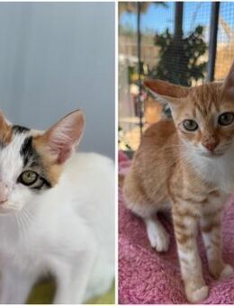 Annabelle & Mirabelle suchen DICH! - Walluf