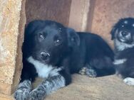 Süsser BALU sucht liebevolles Zuhause - Neuberg