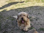 Wuschel Boomer - Tholey