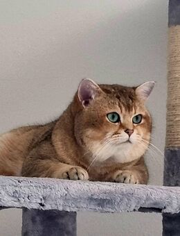 BKH Deckkater Pascha (NICHT ZU VERKAUFEN) - Traunreut