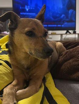 Bobby sucht wieder Für-Immer-Zuhause! - Hagen (Stadt der FernUniversität)