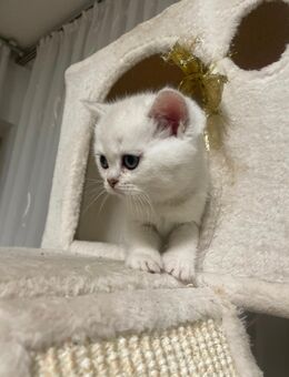 Britisch kurzhaar Katze - Gemünden (Main)