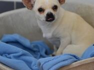 Liebenswerter Chihuahuajunge - Berlin