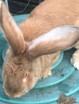 Rammler deutscher Riese gelb - Petersaurach