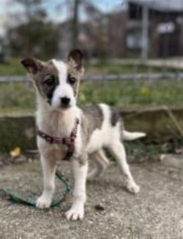 Wer schenkt Starlight ein Körbchen? - München