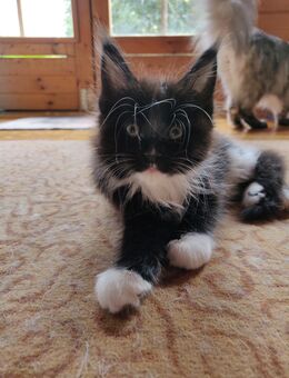 Maine Coon Mädchen - Schönwalde (Bungsberg)