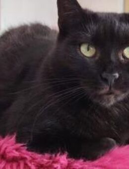 Schwarze Schönheit Mahina - München