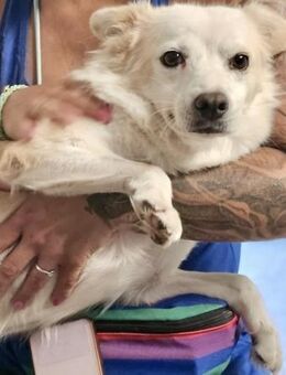 CLEO - 40 cm, menschenbezogen - Weilheim (Oberbayern)