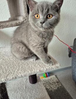 BKH Kitten reinrassig Mädchen - Ruppertsweiler