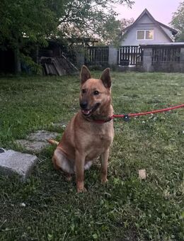 Fanni, Schäferhund Mischlings Hündin - Remagen