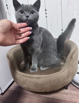 Bkh kitten 5 monate - Gescher (Glockenstadt) Zentrum