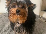 Yorkshire Terrier (männlich) - Fürstenwalde (Spree)