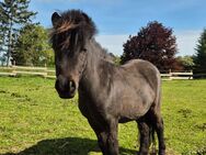 Verkaufe 2 Ponys - Döbeln