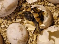 Griechische Landschildkröten Nachzuchten 2023 - Hamburg