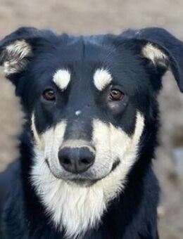 Indiana, geb. ca. 01/2024, Griechenland - Euskirchen