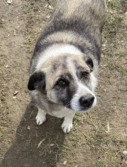 Fetitja 52 cm - Alpenrod