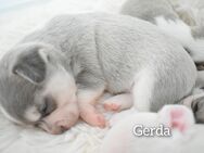 Chihuahua Welpen mit Ahnentafel - Leipzig